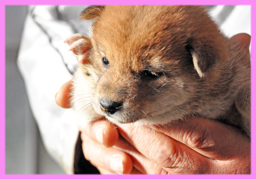 柴犬 赤 メス 子犬販売の専門店 AngelWan 横浜