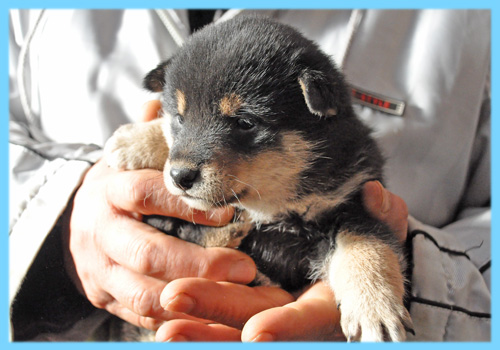 柴犬 黒 オス 子犬販売の専門店 AngelWan 横浜