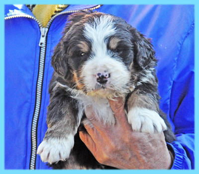 バーニーズマウンテンドッグ　オス　子犬販売の専門店　AngelWan　横浜