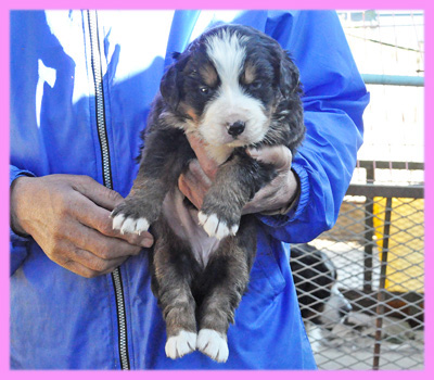バーニーズマウンテンドッグ　メス　子犬販売の専門店　AngelWan　横浜