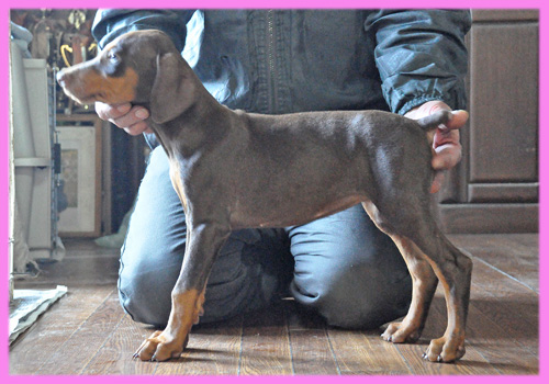 ドーベルマン　メス　子犬販売の専門店　AngelWan　横浜