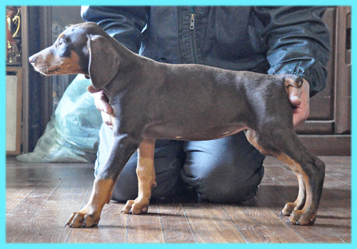 ドーベルマン　オス　子犬販売の専門店　AngelWan　横浜