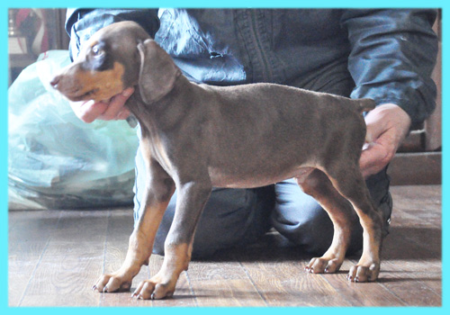 ドーベルマン　オス　子犬販売の専門店　AngelWan　横浜