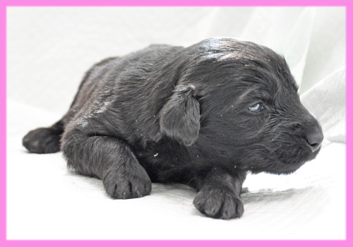 フラットコーテッドレトリバー　メス　子犬販売の専門店　AngelWan　横浜