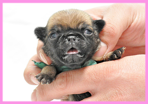 パグ　フォーン　メス　子犬販売の専門店　AngelWan　横浜