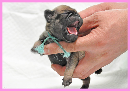 パグ　フォーン　メス　子犬販売の専門店　AngelWan　横浜