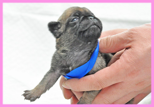 パグ フォーン メス 子犬販売の専門店 AngelWan 横浜