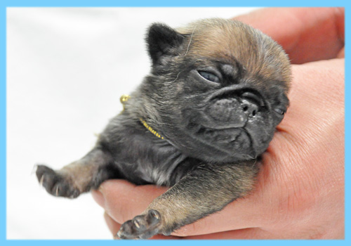 パグ　フォーン　オス　子犬販売の専門店　AngelWan　横浜