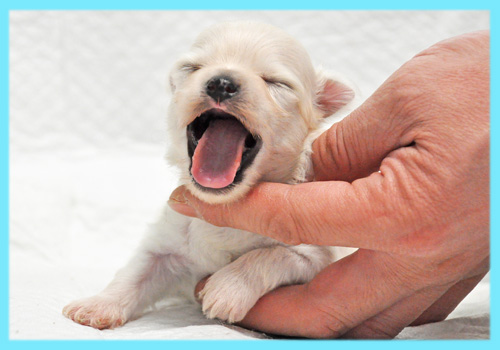 ミックス　シーズー　チワワ　オス　子犬販売の専門店　AngelWan　横浜