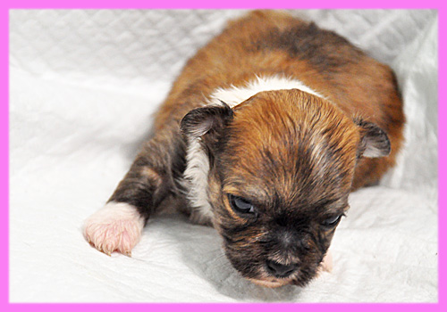 ミックス　シーズー　チワワ　メス　子犬販売の専門店　AngelWan　横浜