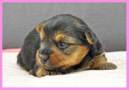 ヨークシャーテリア　メス　子犬販売の専門店　AngelWan　横浜