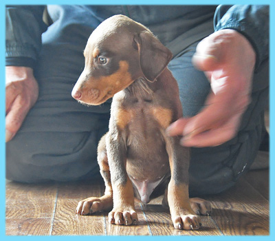 ドーベルマン　チョコレートタン　オス　子犬販売の専門店　AngelWan　横浜