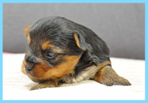 ヨークシャーテリア オス 子犬販売の専門店 AngelWan 横浜