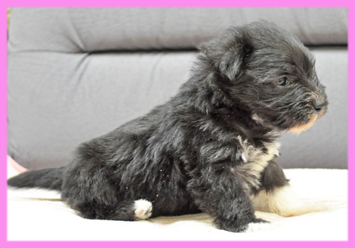 ヨークシャーテリア　メス　子犬販売の専門店　AngelWan　横浜