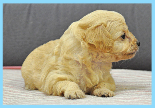 ミックス チワワ トイプードル クリーム オス 子犬販売の専門店 AngelWan 横浜