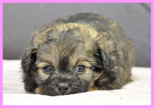 ミックス チワワ トイプードル フォーン メス 子犬販売の専門店 AngelWan 横浜