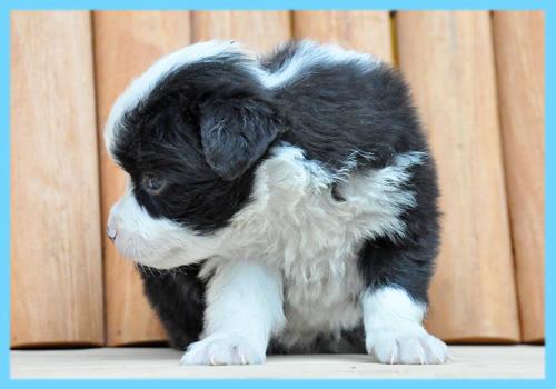 ボーダーコリー　ブラック＆ホワイト　オス　子犬販売の専門店　AngelWan　横浜