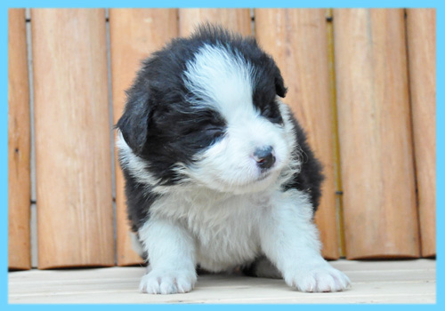 ボーダーコリー　ブラック＆ホワイト　オス　子犬販売の専門店　AngelWan　横浜