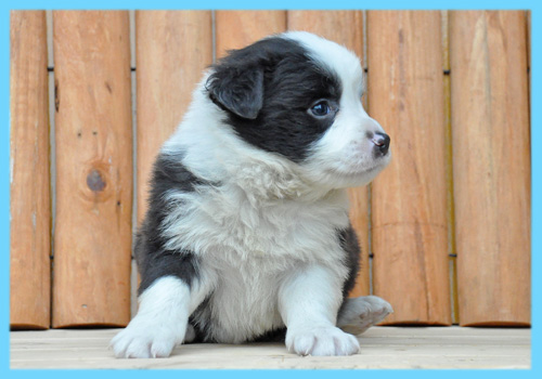 ボーダーコリー　ブラック＆ホワイト　オス　子犬販売の専門店　AngelWan　横浜