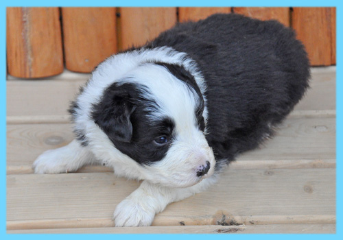 ボーダーコリー ブラック&ホワイト オス 子犬販売の専門店 AngelWan 横浜