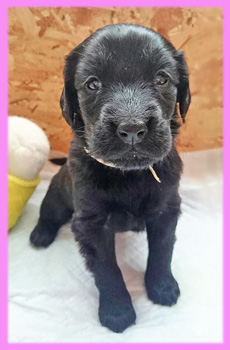 フラットコーテッドレトリバー　ブラック　メス　子犬販売の専門店　AngelWan　横浜