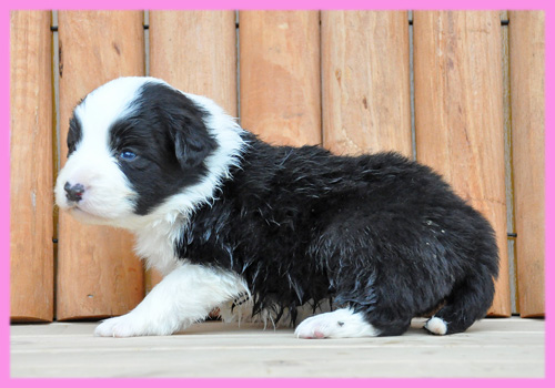 ボーダーコリー　ブラック＆ホワイト　メス　子犬販売の専門店　AngelWan　横浜