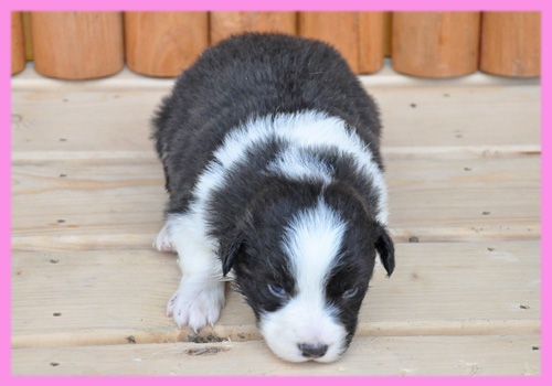 ボーダーコリー　ブラック＆ホワイト　メス　子犬販売の専門店　AngelWan　横浜