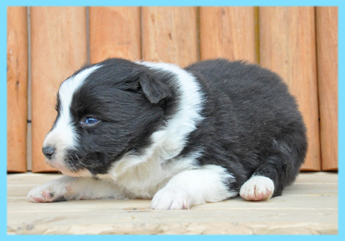 ボーダーコリー　ブラック＆ホワイト　オス　子犬販売の専門店　AngelWan　横浜