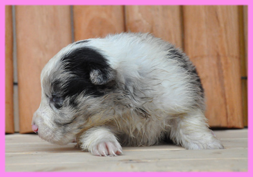 ボーダーコリー　ブルーマール　メス　子犬販売の専門店　AngelWan　横浜