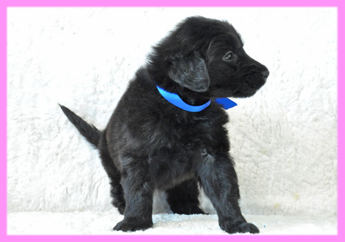 フラットコーテッドレトリバー ブラック メス 子犬販売の専門店 AngelWan 横浜