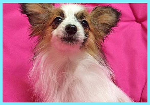 パピヨン　オス　子犬販売の専門店　AngelWan　横浜