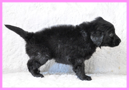 フラットコーテッドレトリバー　ブラック　メス　子犬販売の専門店　AngelWan　横浜