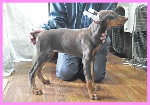 ドーベルマン チョコレートタン メス 子犬販売の専門店 AngelWan 横浜