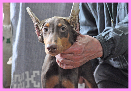 ドーベルマン チョコレートタン メス 子犬販売の専門店 AngelWan 横浜