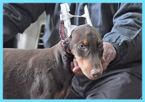 ドーベルマン　チョコレートタン　オス　子犬販売の専門店　AngelWan　横浜