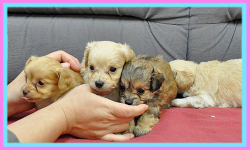 ミックス　チワプー　子犬販売の専門店　AngelWan　横浜