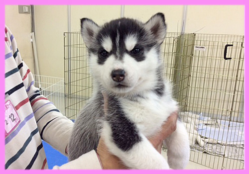 シベリアンハスキー　ブラック＆ホワイト　メス　子犬販売の専門店　AngelWan　横浜