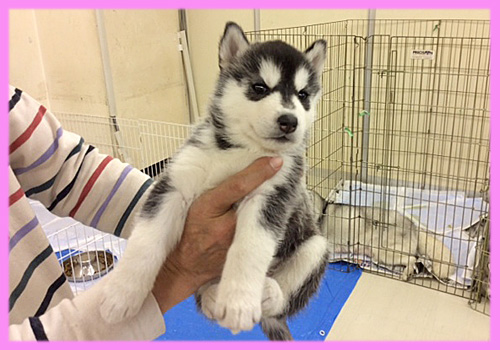シベリアンハスキー　ブラック＆ホワイト　メス　子犬販売の専門店　AngelWan　横浜