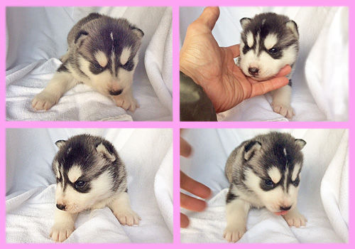 シベリアンハスキー　ブラック＆ホワイト　メス　子犬販売の専門店　AngelWan　横浜