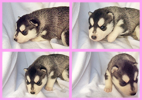 シベリアンハスキー　ブラック＆ホワイト　メス　子犬販売の専門店　AngelWan　横浜