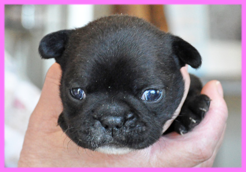 フレンチブルドッグ ダークブリンドル メス 子犬販売の専門店 AngelWan 横浜