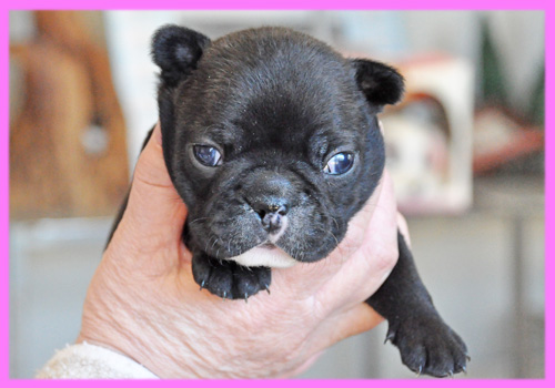 フレンチブルドッグ ダークブリンドル メス 子犬販売の専門店 AngelWan 横浜