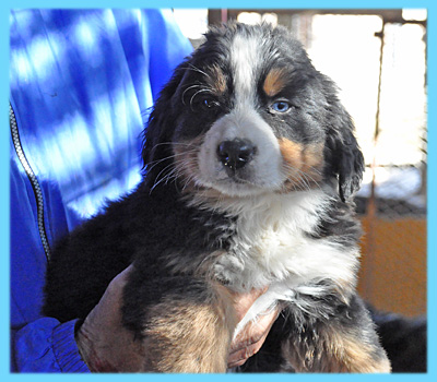 バーニーズマウンテンドッグ　オス　子犬販売の専門店　AngelWan　横浜