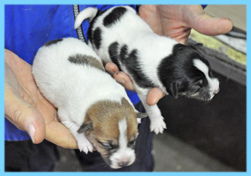 ジャックラッセルテリア　オス　子犬販売の専門店　AngelWan　横浜