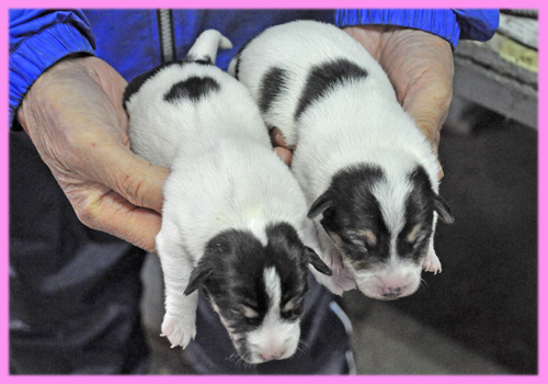 ジャックラッセルテリア　メス　子犬販売の専門店　AngelWan　横浜