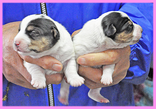 ジャックラッセルテリア　メス　子犬販売の専門店　AngelWan　横浜