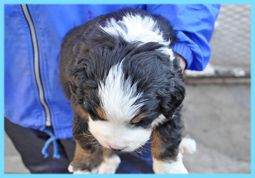 バーニーズマウンテンドッグ　オス　子犬販売の専門店　AngelWan　横浜