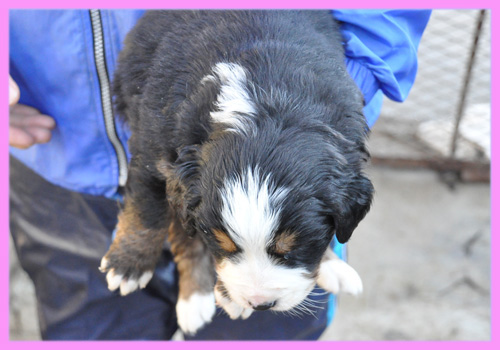 バーニーズマウンテンドッグ　メス　子犬販売の専門店　AngelWan　横浜
