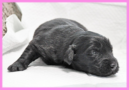 フラットコーテッドレトリバー　メス　子犬販売の専門店　AngelWan　横浜