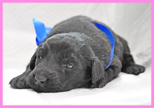 フラットコーテッドレトリバー メス 子犬販売の専門店 AngelWan 横浜